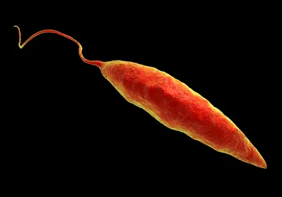 3D illustration of Leishmania parasite against a black background. 3D illustration of Leishmania parasite against a black background.